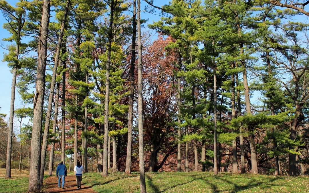 Morton Arboretum Unveiled: A Treasure Trove of Plants and Activities