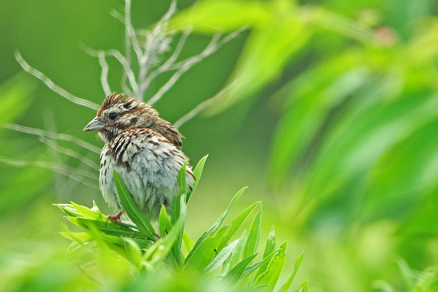 The Green Heart of Naperville: Highlights of Springbrook Prairie Forest Preserve